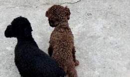 狗的交配视频,揭秘犬类交配行为